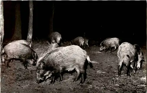 Wildschweine -54620