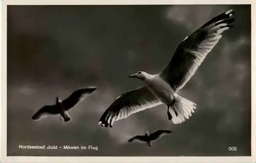 Nordseebad Juist - Möwen -54596