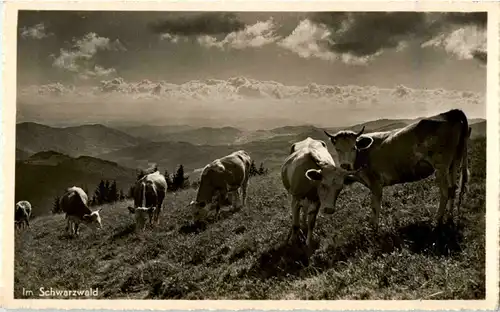 Im Schwarzwald - Kühe -54648