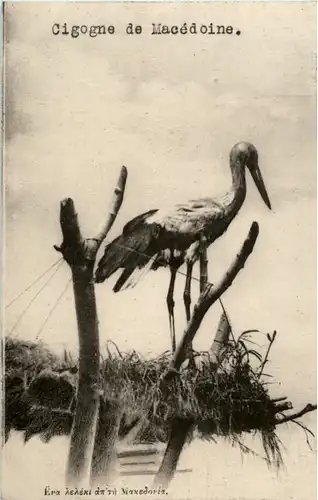 cigogne de Macedoine -53998
