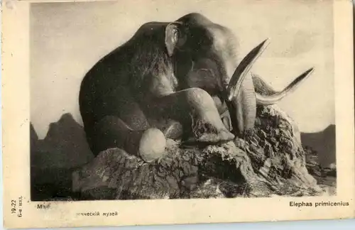 Elephas primicenius -55428