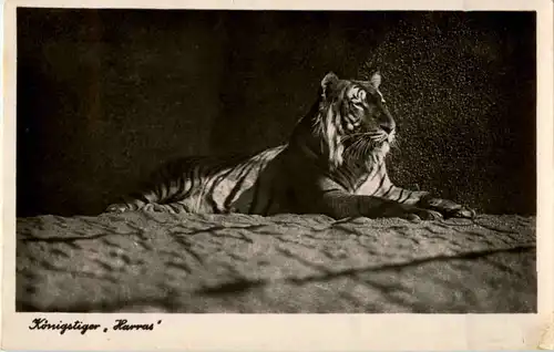 Halle - Zoologischer Garten - Tiger -54590