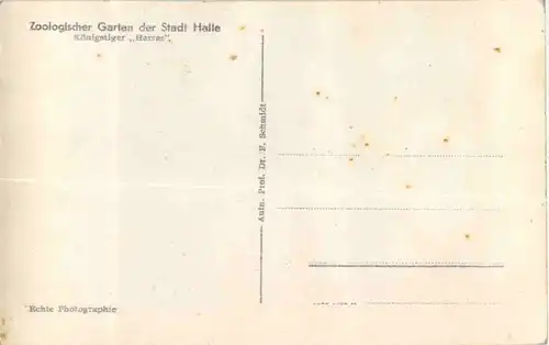 Halle - Zoologischer Garten - Tiger -54590