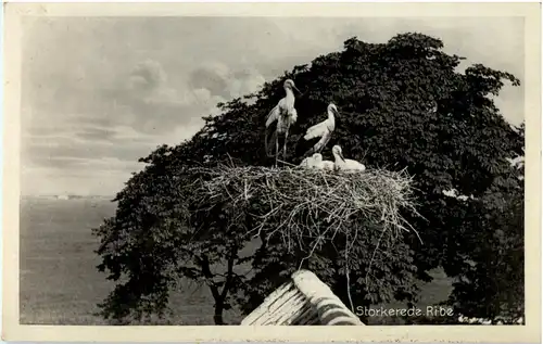 Storkerede Ribe -54650