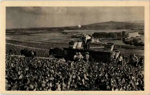 Hautvillers - Scene de vendange -54404