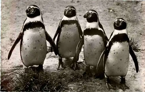 Berlin - Zooloigischer Garten - Pinguine -54614