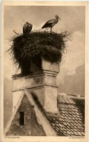 Strasbourg - Storch -54724