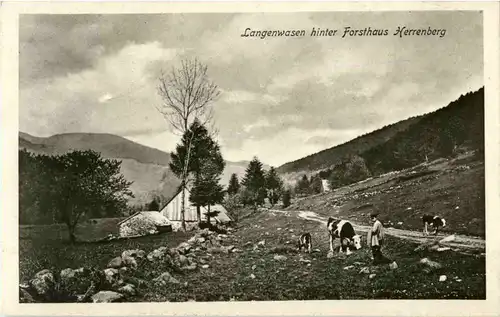 Langenwasen hinter Forsthaus Herrenberg -64448