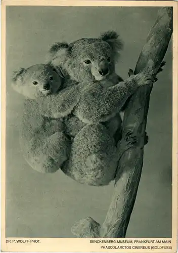Frankfurt - Senckenberg Museum - Koala -68594