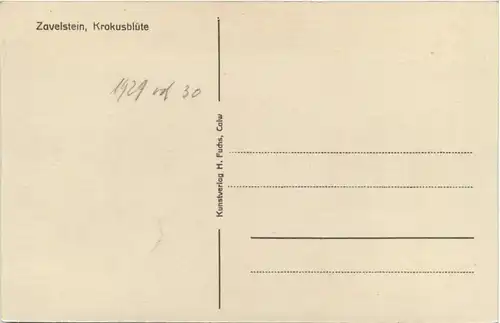 Zavelstein - Krokusblüte -419848