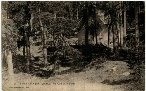 Peira Cava - un coin de la Foret -8814