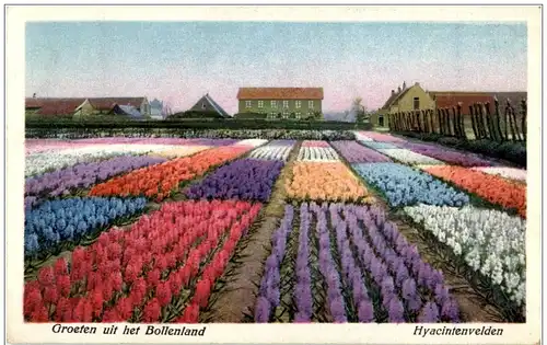 Groeten uit het Bollenland -104896