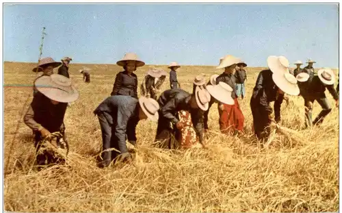 Harvesting in Thailand -106506