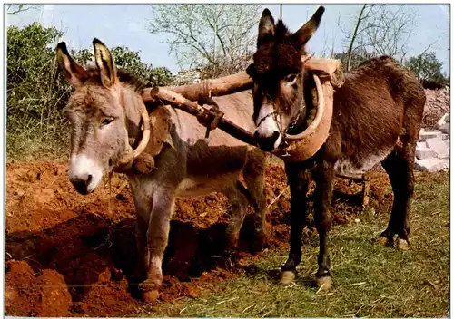 Esel Donkey -108130