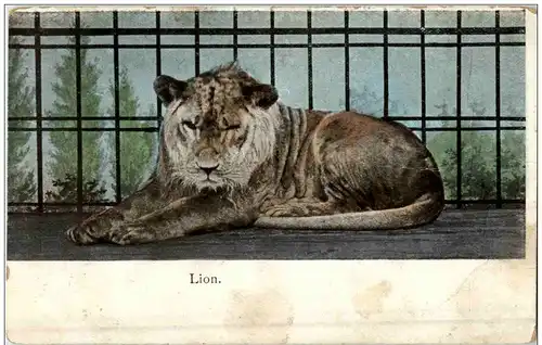 Lion -109922