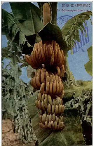 Banana -110004