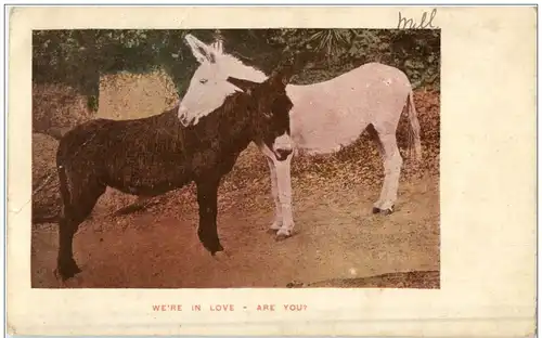 We are in Love - donkey Esel -109904