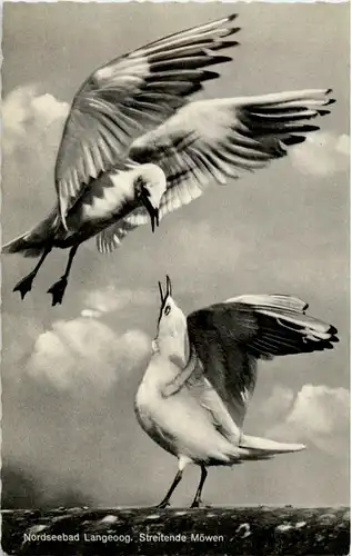 Langeoog - Streitende Möwen -54592
