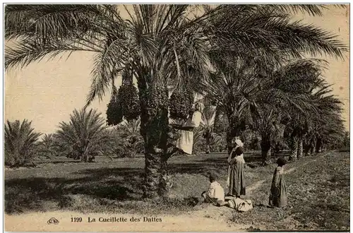 La Cueillette des Dattes -114526