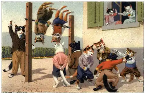 Katzen Max Künzli -113784