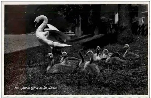 Jeunes cygnes au Lac Leman -113742