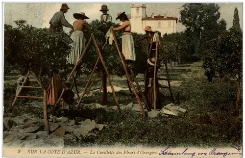 Cote D Azur - La Cueillette des Fleurs d Orangers -114412