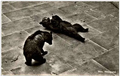 Bern - Bärengraben -114646