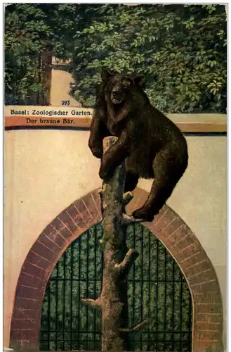 Basel - Zoo - Bär -114726