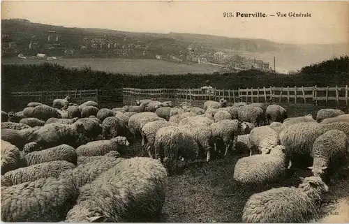Pourville - Sheep -57688