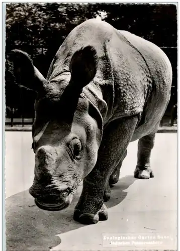 Basel - Zoo Nashorn -114988