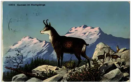 Gemsen im Hochgebirge -113750