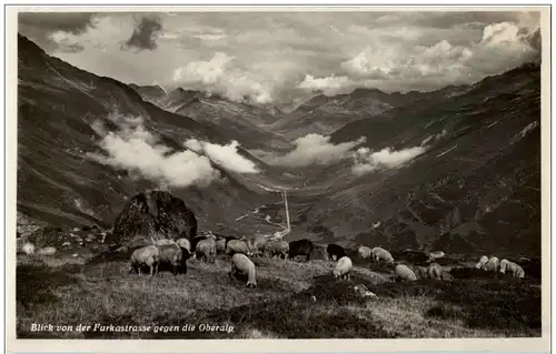 Furkastrasse gegen Oberalp Schafe -114990