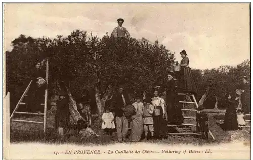Provence - La Cueillette des Olives -114410