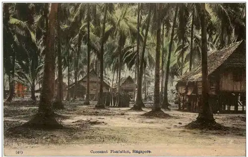 Singapore - Cocanut Plantation -115782