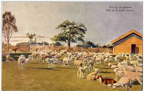 Etat de S Paulo - Elevage de moutons -115644