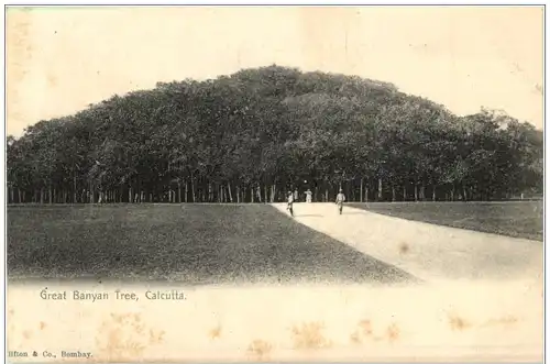 Calcutta - Great Banyan Tree -115602