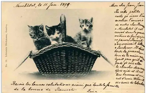 Katzen im Korb -117138