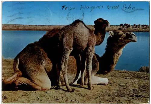 Libya - The camels -117900