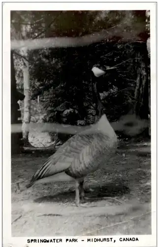 Midhurst - Springwater Park - Goose -118780
