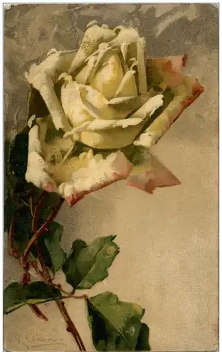 C. Klein - Rose -118182