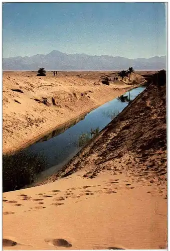 Sinai desert oasis -117838