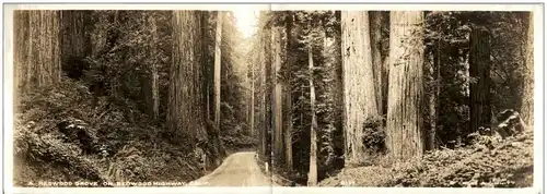 Redwood Grove on Redwood Highway - Klappkarte -120020