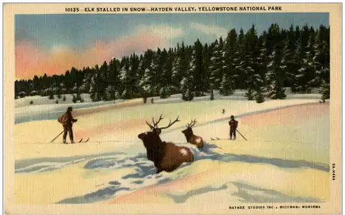 Yellowstone Natinal Park - Elk stalled in snow - Hayden Valley -120870
