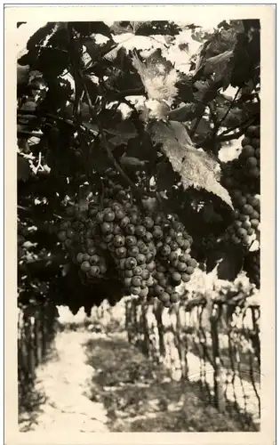 Merano - Wine -120798