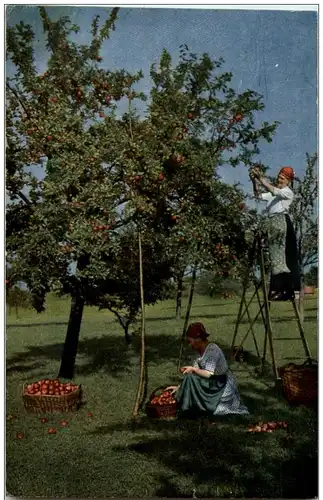 Frauen beim Apfel pflücken -121992