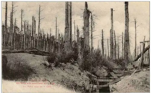 Un bois aux environs du Linge -123780