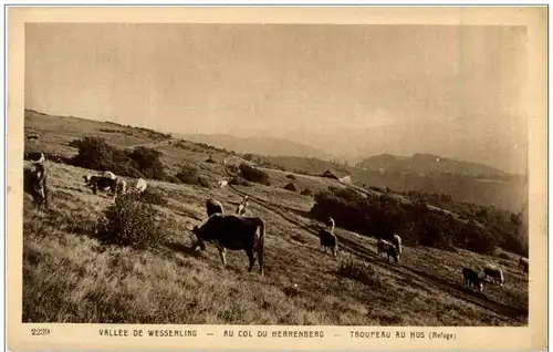 Wesserling Au col du Herrenberg -124280