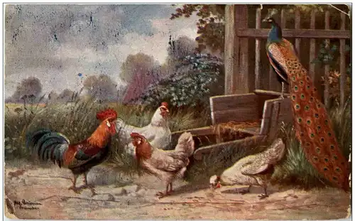 Geflügel Pfau -128342