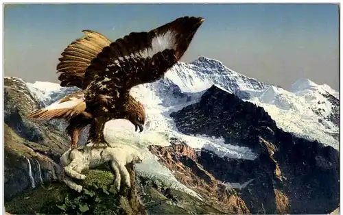 Adler in den Alpen -128312