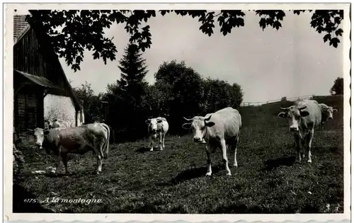 Kühe - A la montagne -128340